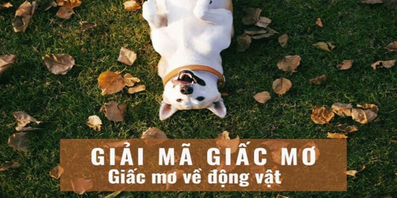 Chiêm bao thấy các con vật và những bộ số may mắn nhất